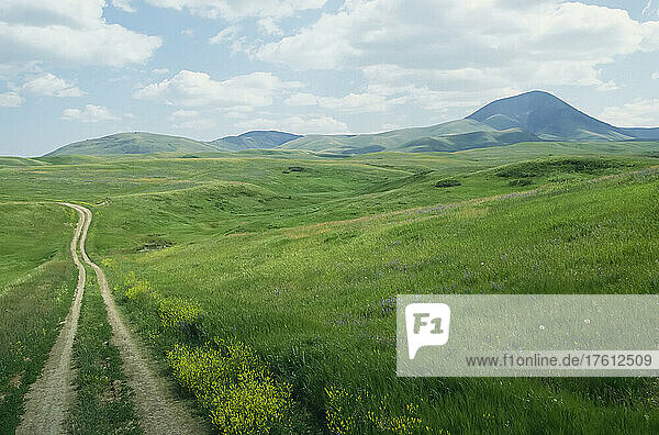 Spuren durch das sanfte Wiesenland der Sweet Grass Hills; Sweet Grass Hills  Montana.
