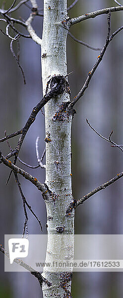 Nahaufnahme eines dünnen weißen Baumstamms und seiner Äste; British Columbia  Kanada