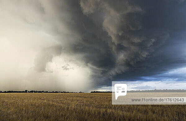 Eine riesige Arcus-Wolke aus einem schweren Gewitter fegt über ein Weizenfeld an einem stürmischen Tag in England; Thetford  Cambridge  England
