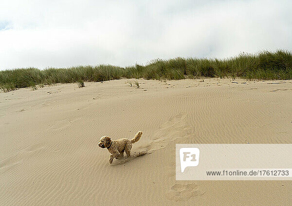Blonder Kakadu-Hund läuft über den Sand am Strand mit Strandgras und Horizont im Hintergrund; Cambois  Northumberland  England