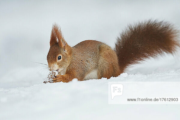 Rotes Eichhörnchen (Sciurus vulgaris) frisst eine Nuss im Schnee; Bayern  Deutschland