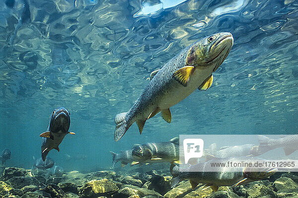 Unterwasser schwimmende Bachforelle (Oncorhynchus clarkii); Montana  Vereinigte Staaten von Amerika