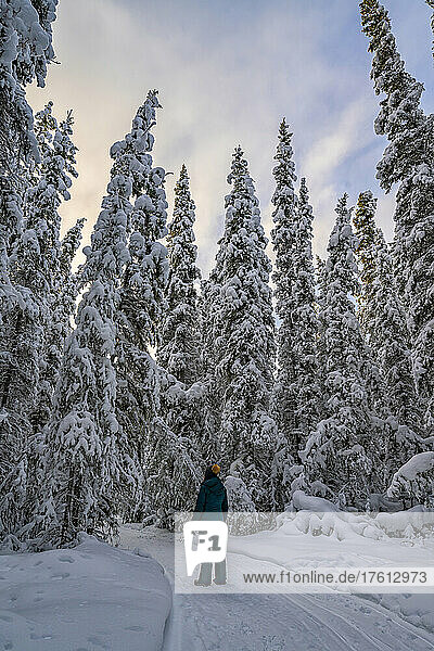 View taken from behind of a woman walking through a snow covered forest in winter; Whitehorse  Yukon  Canada