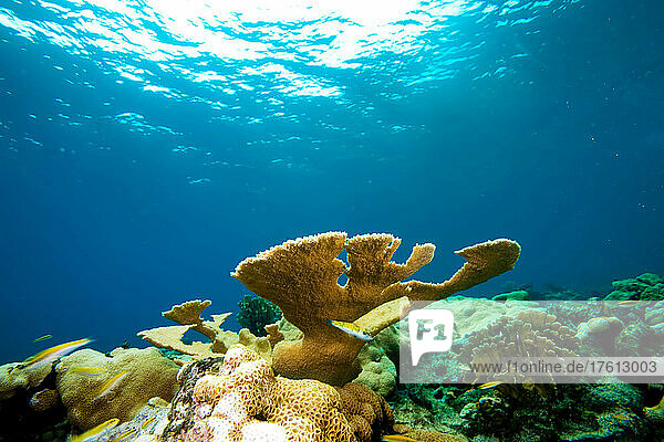 Elkhorn Coral in the Gulf of Mexico.