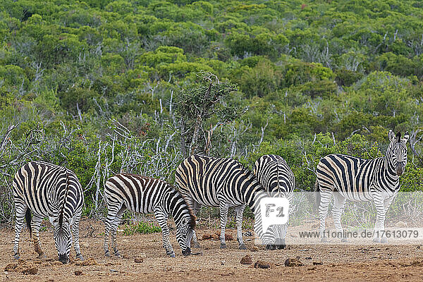 Zebras (Equus zebra) beim Grasen in der Savanne im Addo Elephant National Park; Ostkap  Südafrika