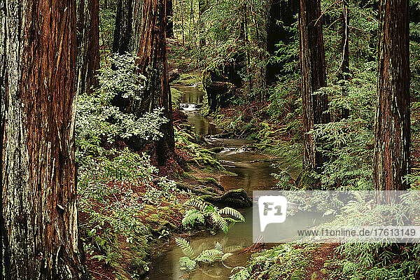 Woodland view with giant redwood trees  sword ferns  and a stream.