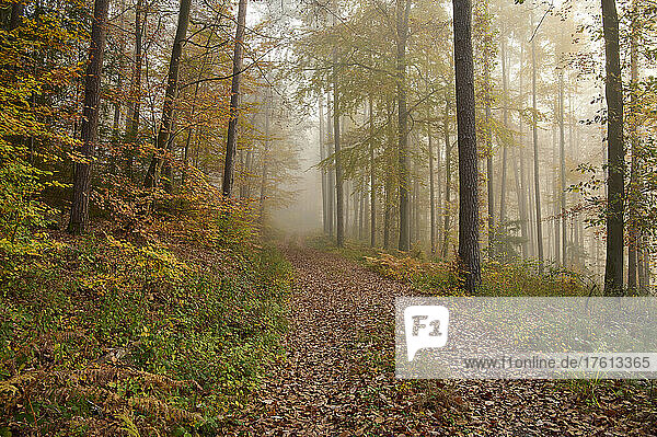 Footpath on foggy autumn morning; Odenwald  Hesse  Germany