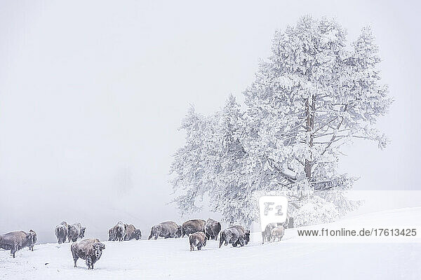 Eine Herde schneebedeckter Bisons (Bison bison)  die in einem Schneesturm im Yellowstone National Park grasen; Vereinigte Staaten von Amerika