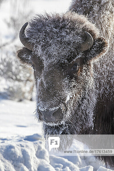 Portrait of a frost covered bison (Bison bison) in Yellowstone National Park; Wyoming  United States of America