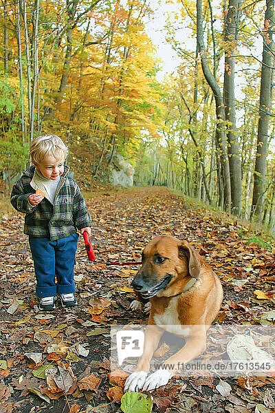 Ein kleiner Junge und sein Hund auf einer mit Laub bedeckten Straße im Herbst; Cabin John  Maryland.
