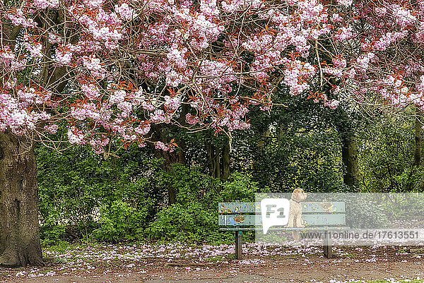 Ein blonder Cockapoo-Hund sitzt auf einer Parkbank an einem Weg im Frühling  während ein Baum rosa Blütenblätter auf den Boden fallen lässt; South Shields  Tyne and Wear  England