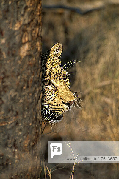 A leopard  Panthera pardus  peers from behind a tree trunk.