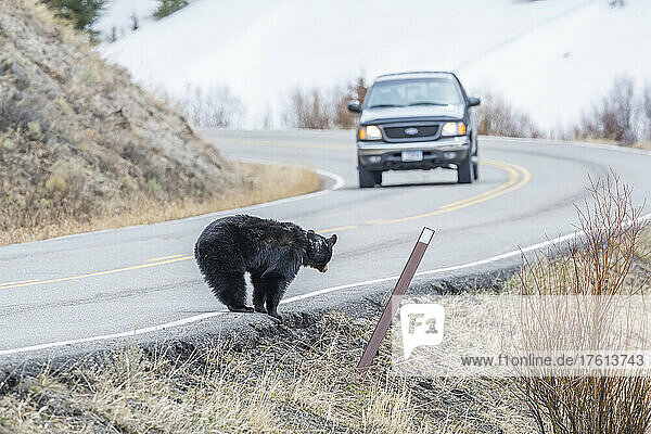 Amerikanischer Schwarzbär (Ursus americanus)  der am Straßenrand steht und ein Auto beobachtet  das auf ihn zufährt; Yellowstone National Park  Wyoming  Vereinigte Staaten von Amerika