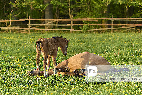 Fohlen und Stute (Equus ferus caballus) auf einer grünen Weide  Fohlen wacht über seine Mutter  die sich im Frühling ausruht; Europa