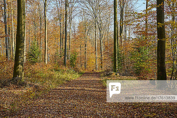 Vibrant autumn colours with a path leading through in a forest; Spessart  Bavaria  Germany