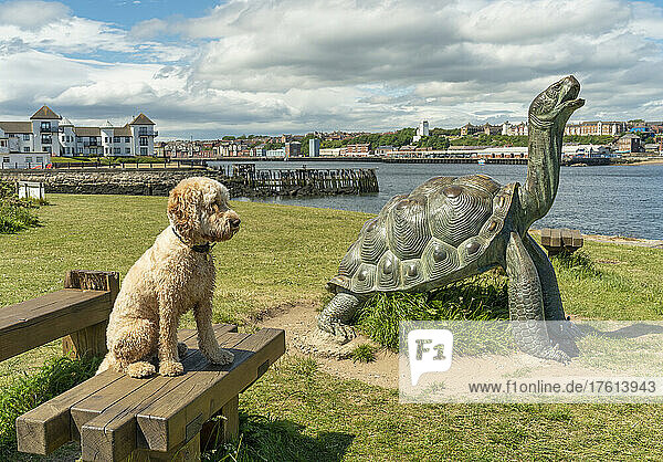 Blonder Kakadu-Hund sitzt auf einer Bank neben einer Schildkröten-Skulptur an der Uferpromenade von South Shields und schaut aufs Wasser hinaus; South Shields  Tyne and Wear  England