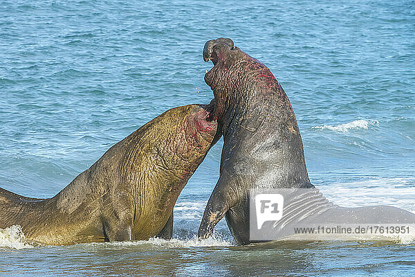 Nahaufnahme von zwei rivalisierenden südlichen Seeelefantenbullen (Mirounga leonina)  die im Wasser entlang der Küste kämpfen; Insel Südgeorgien  Antarktis