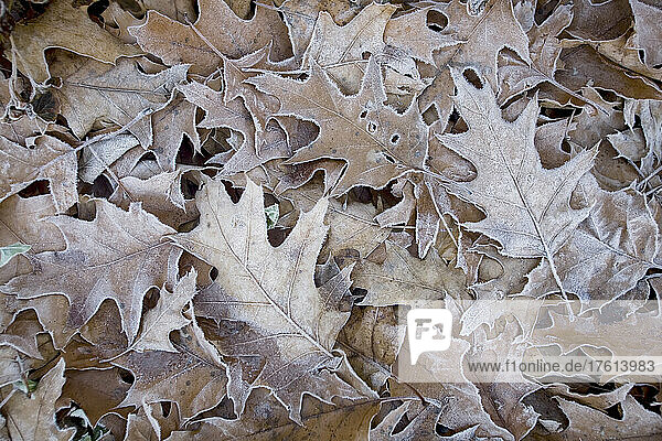 Abgestorbene Blätter mit einer Schicht aus Frost  Tea Creek Mountain Trail - Pocahontas County  West Virginia  USA; West Virginia  Vereinigte Staaten von Amerika