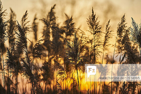 Common reed (Phragmites australis) at sunset; Bavaria  Germany
