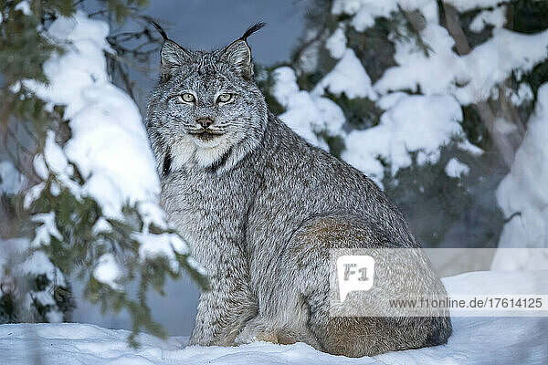 Portrait of a Canadian lynx (Lynx canadensis) sitting in the wintry forest,  looking at the camera; Whitehorse,  Yukon,  Canada
