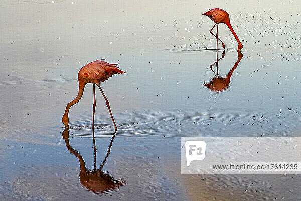 Rosa Flamingos beugen sich vor  um einen Schluck Wasser zu trinken.