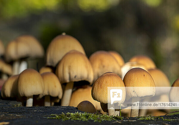 Cluster of small mushrooms growing on a surface; Bolam  Northumberland  England