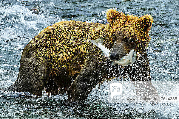 Jähriger Braunbär  Ursus arctos  fängt einen Sockeye-Lachs unterhalb der Brooks Falls.