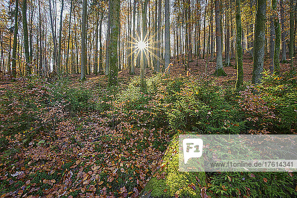 Forest with evening sun in autumn; Spessart  Bavaria  Germany