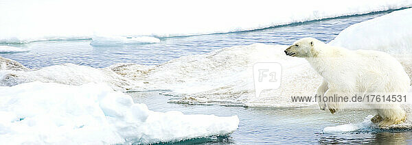 Polar bear  Ursus maritimus  leaping on pack ice at water's edge.