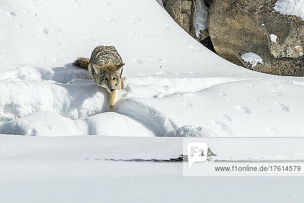 Coyote (Canis latrans) stalking a Barrow's goldeneye (Bucephala islandica) in winter; United States of America