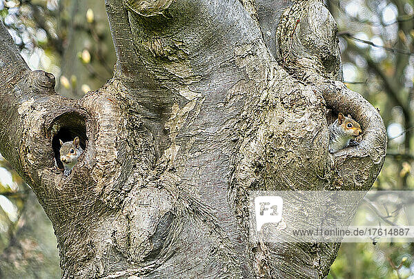 Two squirrels looking out of their holes in a tree; South Shields  Tyne and Wear  England