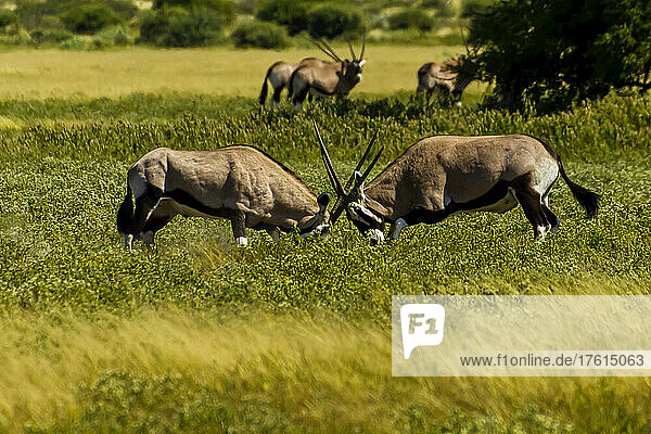 Zwei männliche Oryxantilopen kämpfen mit ihren Hörnern  um ihr Territorium zu verteidigen.