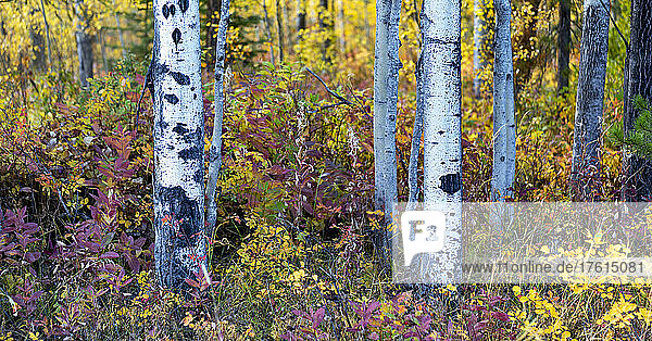 Colourful autumn foliage on a forest floor with the trunks of aspen trees in the foreground; British Columbia  Canada