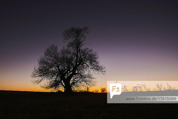 Bruchweide (Salix fragilis)  einsamer Baum auf einer Wiese bei Sonnenuntergang; Bayern  Deutschland