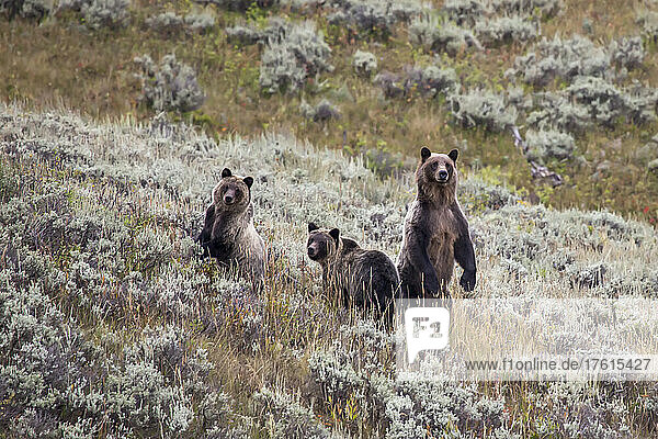 Ein Grizzlybär mit seinen beiden Jungen im Yellowstone-Nationalpark.