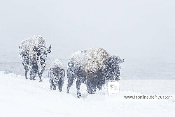 A family of snow-covered Bison (Bison bison) walking by Firehole River in a snowstorm in Yellowstone National Park; United States of America