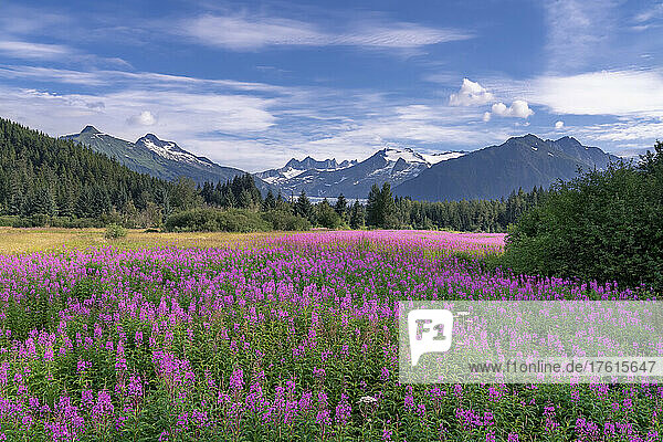 Vibrant fireweed blooms (Chamaenerion angustifolium) in a wildflower meadow creates a stunning foreground to the majestic Mendenhall Towers and Mendenhall Glacier of the Coast Mountains in the Tongass National Forest; Juneau  Southeast Alaska  Alaska  United States of America