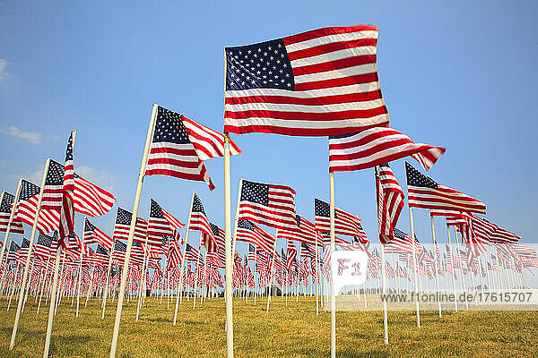 Eine Fülle von amerikanischen Flaggen in Reihen in einem Grasfeld mit blauem Himmel; Oregon  Vereinigte Staaten von Amerika
