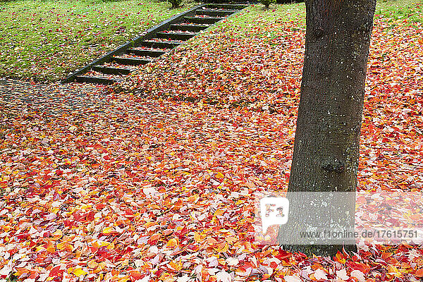 Gefallene  herbstlich gefärbte Blätter bedecken den Boden und bieten eine schöne Szene in einem Wohngarten; Oregon  Vereinigte Staaten von Amerika