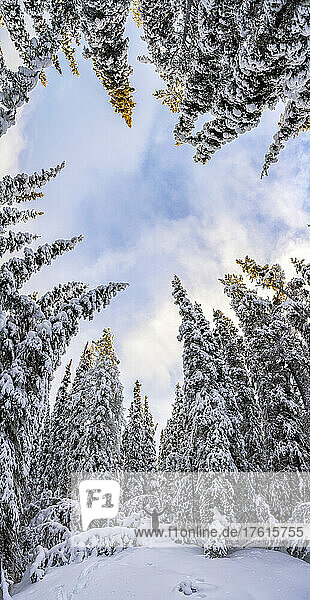 Frau steht mit erhobenen Armen im tiefen Schnee in einem Wald in Whitehorse  Yukon; Whitehorse  Yukon  Kanada