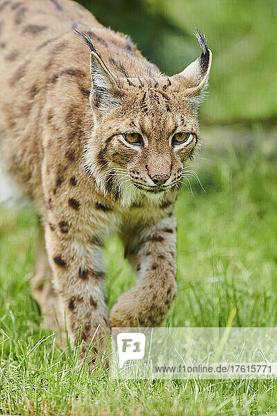 Eurasischer Luchs (Lynx lynx) Porträt; Bayern  Deutschland