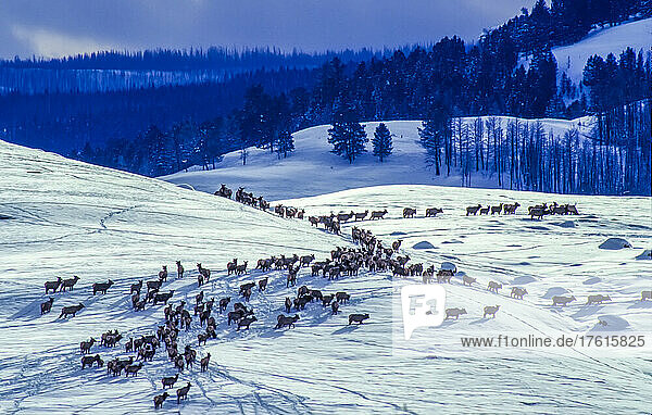 Herde von Kühen  Kälbern und jungen Elchbullen (Cervus canadensis)  die sich in den tieferen Lagen entlang der schneebedeckten Felder versammeln  angeführt von älteren Kühen bei ihrer täglichen Nahrungssuche in einer dramatischen Winterlandschaft  Yellowstone National Park; Wyoming  Vereinigte Staaten von Amerika