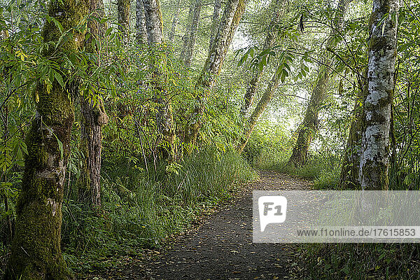 A hiking trail passes along the Netul River at Lewis and Clark National Historical Park near Astoria  Oregon  USA; Astoria  Oregon  United States of America