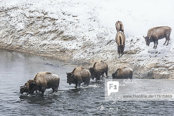 Eine Bisonherde (Bison bison) watet im Firehole River im Yellowstone National Park; Vereinigte Staaten von Amerika