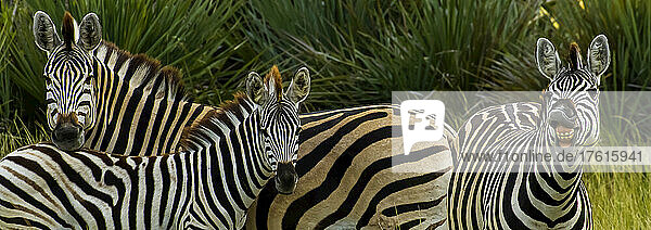 Drei Burchell's Zebras  eines davon zeigt seine Zähne.
