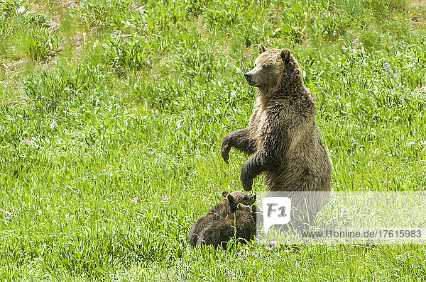 Braunbärensau (Ursus arctos)  die auf einer Wiese steht und mit ihren beiden Jungen  die dicht neben ihr stehen  Wache hält; Yellowstone National Park  Vereinigte Staaten von Amerika