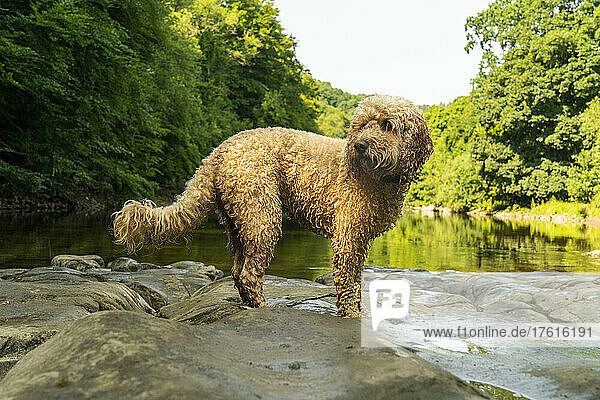 Ein nasser Kakadu-Hund steht im flachen Wasser auf den Felsen und das Wasser ergießt sich in einen ruhigen Fluss; Richmond  Richmondshire  England