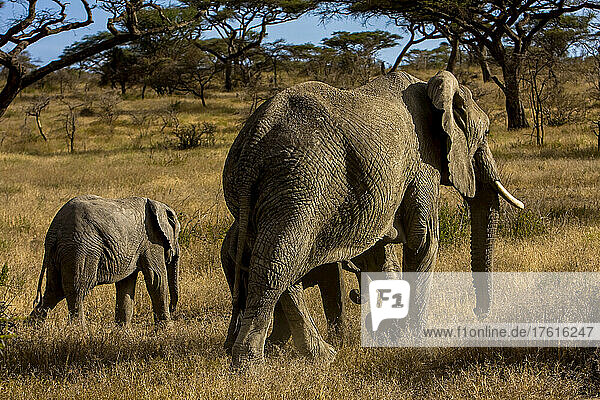 Afrikanische Elefanten und zwei Jungtiere in afrikanischer Landschaft.