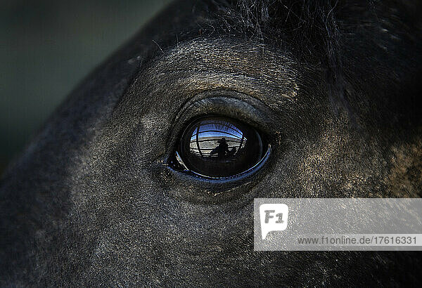Reflection of cowboy in horse's eye  a captured wild horse eyes his surroundings after capture; Winnemucca  Nevada  United States of America