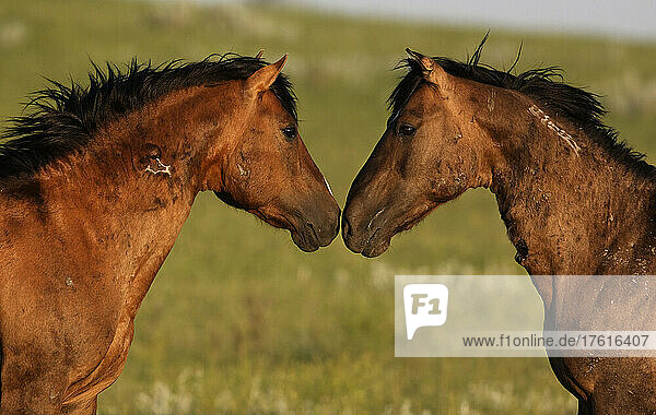 Stallions battle for mares during the foaling season; Lantry  South Dakota  United States of America
